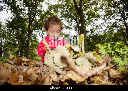 Kleines Kind, das unter Bäumen im Cornwall Park, Auckland, Neuseeland, zwischen Herbstblättern spielt. Stockfoto