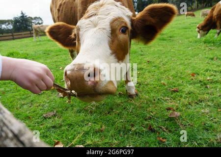 Hereford Rinderkopf aus nächster Nähe. Nahe Zaun mit menschlicher Hand in Auckland, Neuseeland. Stockfoto