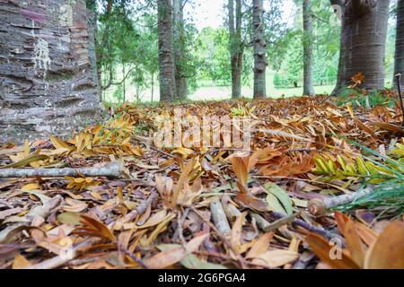 Orangefarbene spiky Kauri-Blätter in selektivem Fokus auf Waldboden in Auckland, Neuseeland für botanische oder Hintergrundnutzung. Stockfoto