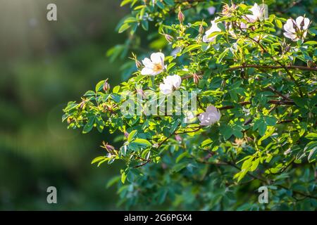 Hagebutten. Blühender Hagebuttenbusch an einem sonnigen Sommertag, Nahaufnahme. Zart weiße und rosa Blüten auf einem Zweig der Hagebutten. Stockfoto