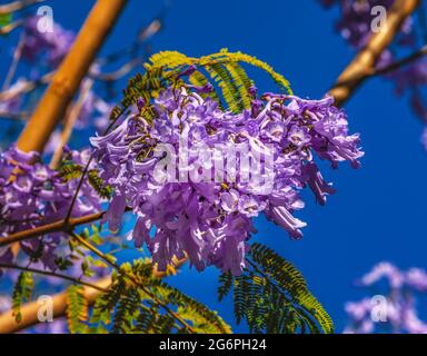 Farbenfrohe Blaue Jacaranda-Blumen Nahaufnahme Makro Sevilla Andalusien Spanien Stockfoto