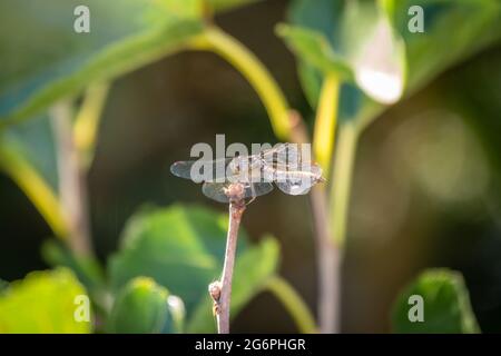 Eine große Libelle sitzt auf einem Ast auf einem verschwommenen grünen Hintergrund. Eine große Libelle hat ihre transparenten Flügel gefaltet und schaut vorsichtig herum, sittin Stockfoto