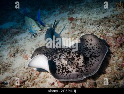 Stachelrochen und blauer Trevallfisch am Boden des Indischen Ozeans Stockfoto