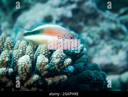 Rotsprossen-Falkenfische halten auf einer Koralle am Boden des Indischen Ozeans Stockfoto