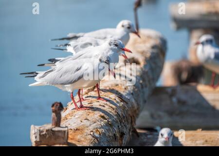 Eine Reihe von Möwen liegt auf einem alten Seebrücke. Möwen ruhen auf dem Wellenbrecher. Die europäische Heringsmöwe, Larus argentatus Stockfoto