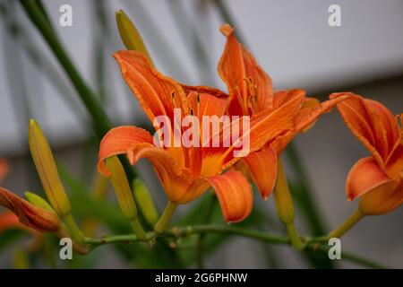 Orange Blume Tiger Lilie Sommer Frühling wächst außerhalb des Hauses in Landschaft Hof Stockfoto