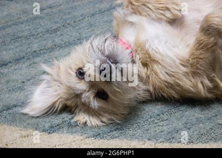 Kleine entzückende Hündin Welpe Terrier mit flauschigen weißen Fell und rosa Kragen lag auf dem Rücken auf dem Boden mit Pfoten auf pelzigen Bauch, auf dem Teppich ausgesetzt Stockfoto