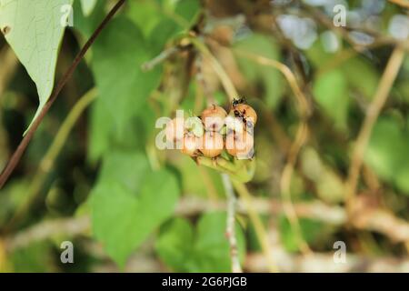 Makrorschwarze Ameisen auf Blume Stockfoto