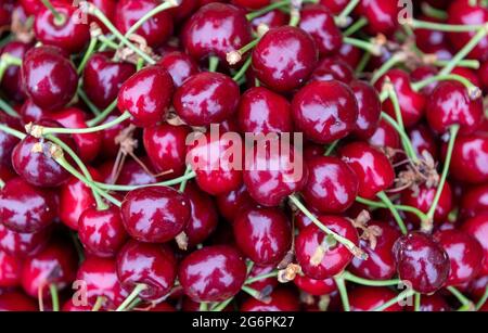 Aseleben, Deutschland. Juni 2021. In einer Plantage, im Obstgarten am Süßen See, steht Stiege mit Süßkirschen. Im Anbaugebiet des Landesverbands Sächsisches Obst e.V. in Sachsen und Sachsen-Anhalt reifen Süßkirschen auf 318 Hektar. Für dieses Jahr prognostizieren die Obstbauern des Vereins eine Ernte von rund 1900 Tonnen, und ihre Erwartungen liegen unter dem Durchschnitt. Kalte Frostnächte Anfang April führen zu starken Ertragsdefiziten für alle Sorten und in allen Regionen. Quelle: Hendrik Schmidt/dpa-Zentralbild/ZB/dpa/Alamy Live News Stockfoto