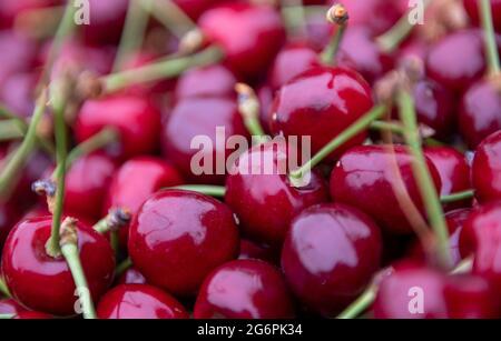 Aseleben, Deutschland. Juni 2021. In einer Plantage, im Obstgarten am Süßen See, steht Stiege mit Süßkirschen. Im Anbaugebiet des Landesverbands Sächsisches Obst e.V. in Sachsen und Sachsen-Anhalt reifen Süßkirschen auf 318 Hektar. Für dieses Jahr prognostizieren die Obstbauern des Vereins eine Ernte von rund 1900 Tonnen, und ihre Erwartungen liegen unter dem Durchschnitt. Kalte Frostnächte Anfang April führen zu starken Ertragsdefiziten für alle Sorten und in allen Regionen. Quelle: Hendrik Schmidt/dpa-Zentralbild/ZB/dpa/Alamy Live News Stockfoto