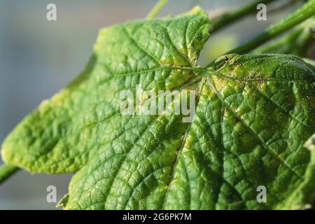 Chlorose auf Gurkenblättern Ziel-Blattfleckkrankheit auf Gurke. Gurkenpflanze durch Chlorose-Erkrankungen im Garten oder Gewächshaus betroffen. Stockfoto