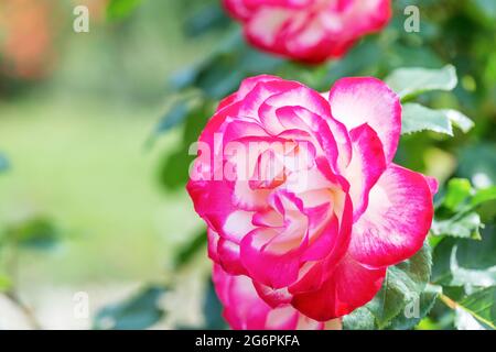 Rose 'Double Delight' - eine der bekanntesten Rosen der Welt, ideale klassische Form. Stockfoto