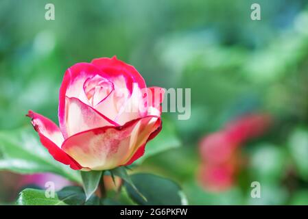 Rose 'Double Delight' - eine der bekanntesten Rosen der Welt, ideale klassische Form. Stockfoto