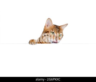 Bengalkatze leckt sich die Lippen und schaut hinter einem Banner auf weißem Hintergrund heraus Stockfoto