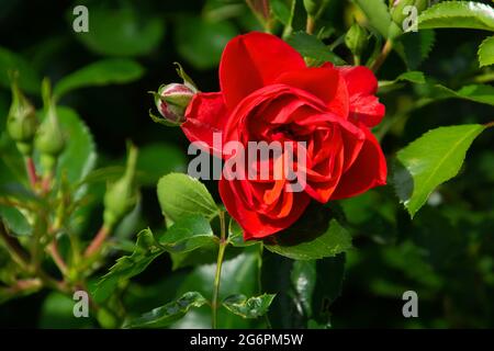 Roter Busch stieg in voller Blüte mit Rosenblüten in der Sommersonne Stockfoto