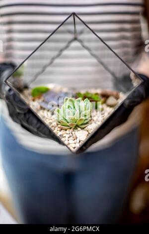 Nahaufnahme weibliche Floristin Designer Hände halten Sukkulenten Glas Florarium Botanik Kunst Komposition Stockfoto