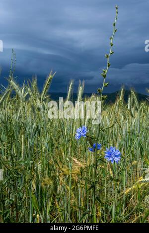 Puy de Dome (63) Centaurée bleuet (Centaurea cyanus) dans un champ // Frankreich. Auvergne-Rhone-Alpes. Puy de Dome (63) Kornblume Centaury Centaurea cya Stockfoto