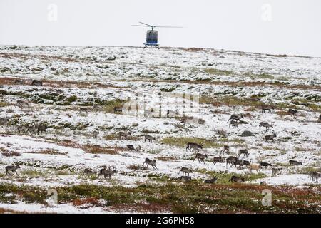 Rentierherde im Schnee, die von einem Hubschrauber in Stekenjokk in Schwedisch Lappland gehütet werden Stockfoto