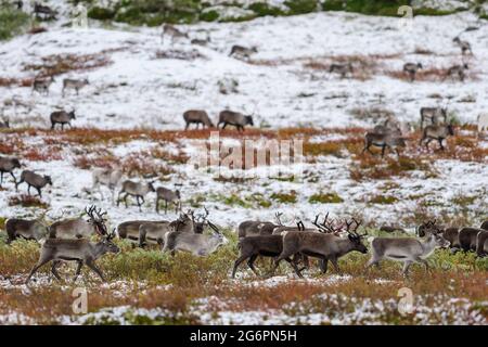 Herde wandernder Rentiere in Nordschweden im Herbst im Schnee Stockfoto