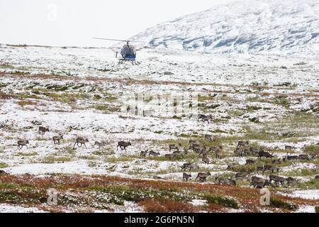 Rentierherde im Schnee, die von einem Hubschrauber in Stekenjokk in Schwedisch Lappland gehütet werden Stockfoto