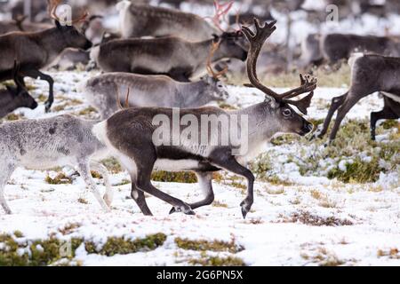 Große männliche Rentiere mit Samtgeweih in einer Herde wandernder Rentiere in Nordschweden im Herbst im Schnee Stockfoto