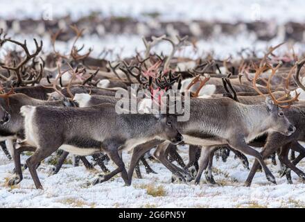 Herde wandernder Rentiere in Nordschweden im Herbst im Schnee Stockfoto