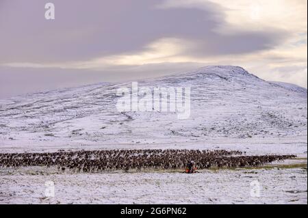 Rentierherde im Schnee, die von einem Hirten auf einem Motorrad in Stekenjokk in Schwedisch Lappland geheutet wird Stockfoto