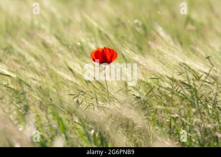 Ein einsamer roter Mohn steht vor einem Feld aus hohem Gras unter hellem Tageslicht Stockfoto