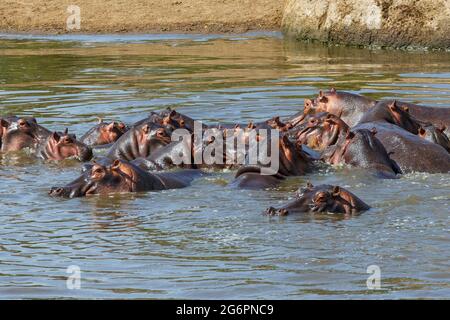 Flusspferde im Mara-Fluss Stockfoto
