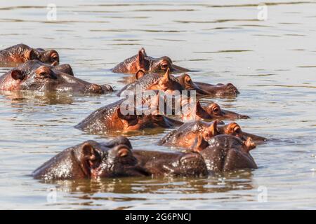 Flusspferde, die in einem afrikanischen Fluss baden Stockfoto