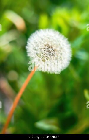 Weißer Dandelion im Gras, Nahaufnahme Stockfoto