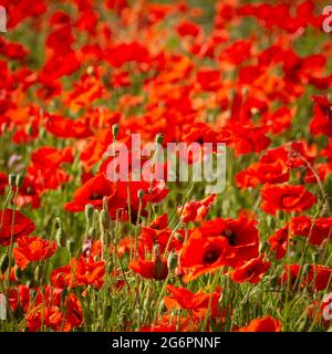 Rote Mohnblumen leuchten unter der Sonne Stockfoto