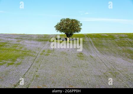 Flachs (Linum usitatissimum) blühendes Feld in der Limagne-Ebene, Departement Puy de Dome, Auvergne-Rhone-Alpes, Frankreich Stockfoto