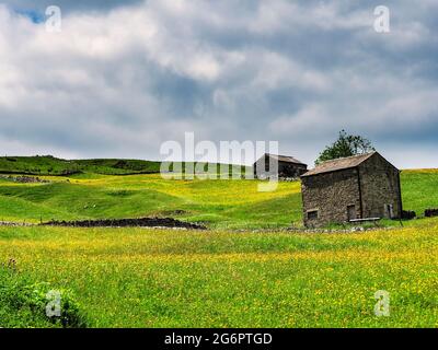 Butterblumen auf einer Wiese mit Scheunen und trockenen Steinmauern und bewölktem Himmel. A Summers Day. Yockenthwaite. Yorkshire Dales National Park. Stockfoto