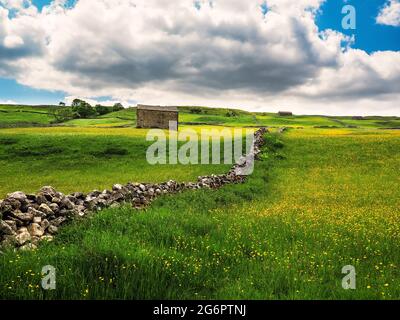 Butterblumen auf einer Wiese mit Scheunen und trockenen Steinmauern und bewölktem Himmel. A Summers Day. Yockenthwaite. Yorkshire Dales National Park. Stockfoto