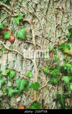 Nahaufnahme von Efeu auf einem Baum, Naturhintergrund, selektiver Fokus. Stockfoto