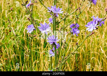 Leuchtend blühende blaue Sukkkkkory oder gewöhnliche Zichorie (Cichorium intybus) Pflanzen Blume auf der Wiese auf grünem Grasgrund. Stockfoto