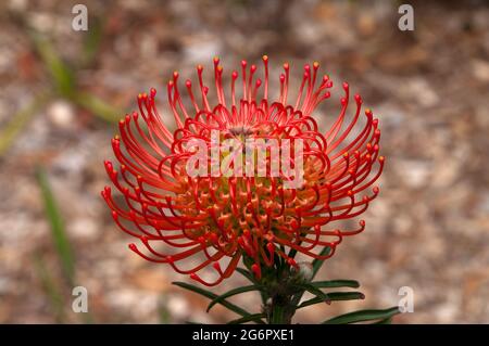Sydney Australia, leuchtend roter Blütenkopf eines Leucospermum x lineare Strauch Stockfoto
