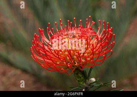 Sydney Australia, leuchtend roter Blütenkopf eines Leucospermum x lineare Strauch Stockfoto