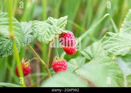 Nahaufnahme des Buschzweiges mit roten reifen Himbeeren im Obstgarten in der Sommersaison auf grünem Laubhintergrund. Stockfoto