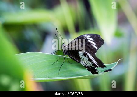 Nahaufnahme des Schmetterlings der gewöhnlichen Mormonen, der auf einem Blatt sitzt. Stockfoto