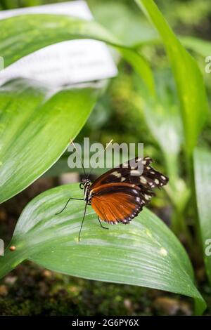 Nahaufnahme des goldenen Langflügels (Heliconius Hecale) Schmetterlings, der auf einem Blatt sitzt. Stockfoto