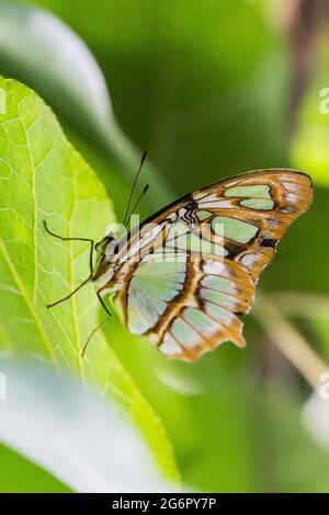 Nahaufnahme des Schmetterlings von Siproeta Stelenes (Malachit), der auf einem Blatt sitzt. Stockfoto