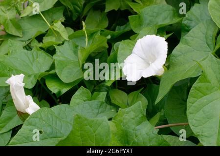 Hedge Bindweed - Calystegia sepium, Flower & Bud zwischen Blättern Stockfoto