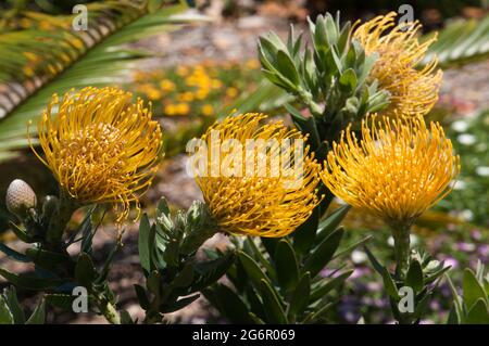 Sydney Australien, blühender leucospermum cordifolium „Carnival yellow“-Strauch Stockfoto