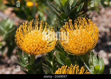 Sydney Australien, gelbe Blütenköpfe leucospermum cordifolium „Carnival yellow“ Strauch Stockfoto