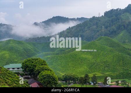 Grüntee-Plantagen in den Hügeln im Hochland. Der beste Tee wächst in feuchten, nebligen Klimazonen hoch in den Bergen. Cameron Highlands, Malaysia - Stockfoto