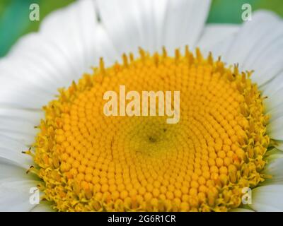 Kamillenblüte, Nahaufnahme. Kamille oder Kamille ist der gebräuchliche Name für mehrere Gänseblümchen-ähnliche Pflanzen der Familie der Asteraceae. Stockfoto