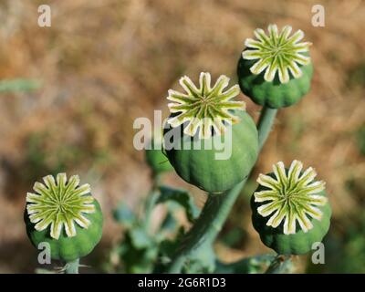 Opium Mohnköpfe, Nahaufnahme. Papaver somniferum, allgemein bekannt als Opium-Mohn oder Semmelmohn, ist eine blühende Pflanze aus der Familie P Stockfoto