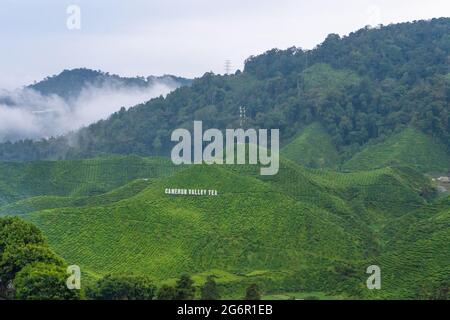 Grüntee-Plantagen in den Hügeln im Hochland. Der beste Tee wächst in feuchten, nebligen Klimazonen hoch in den Bergen. Cameron Highlands, Malaysia - Stockfoto